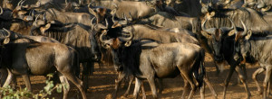 Wildebeest Migration